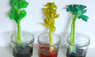 مونته سوری - مهارتهای علوم - رنگ کردن کرفس و یادگیری چگونگی حرکت آب به داخل گیاه