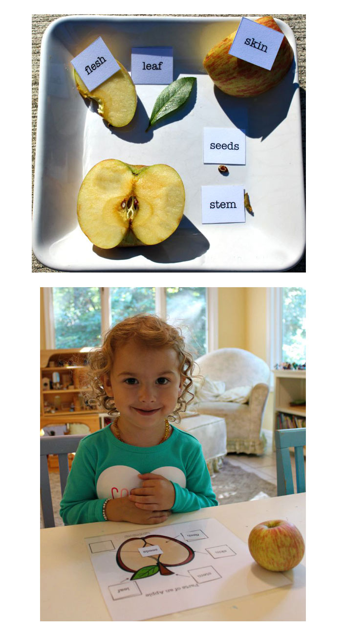 مونته سوری (مهارتهای علوم) - تشریح اجزای سیب