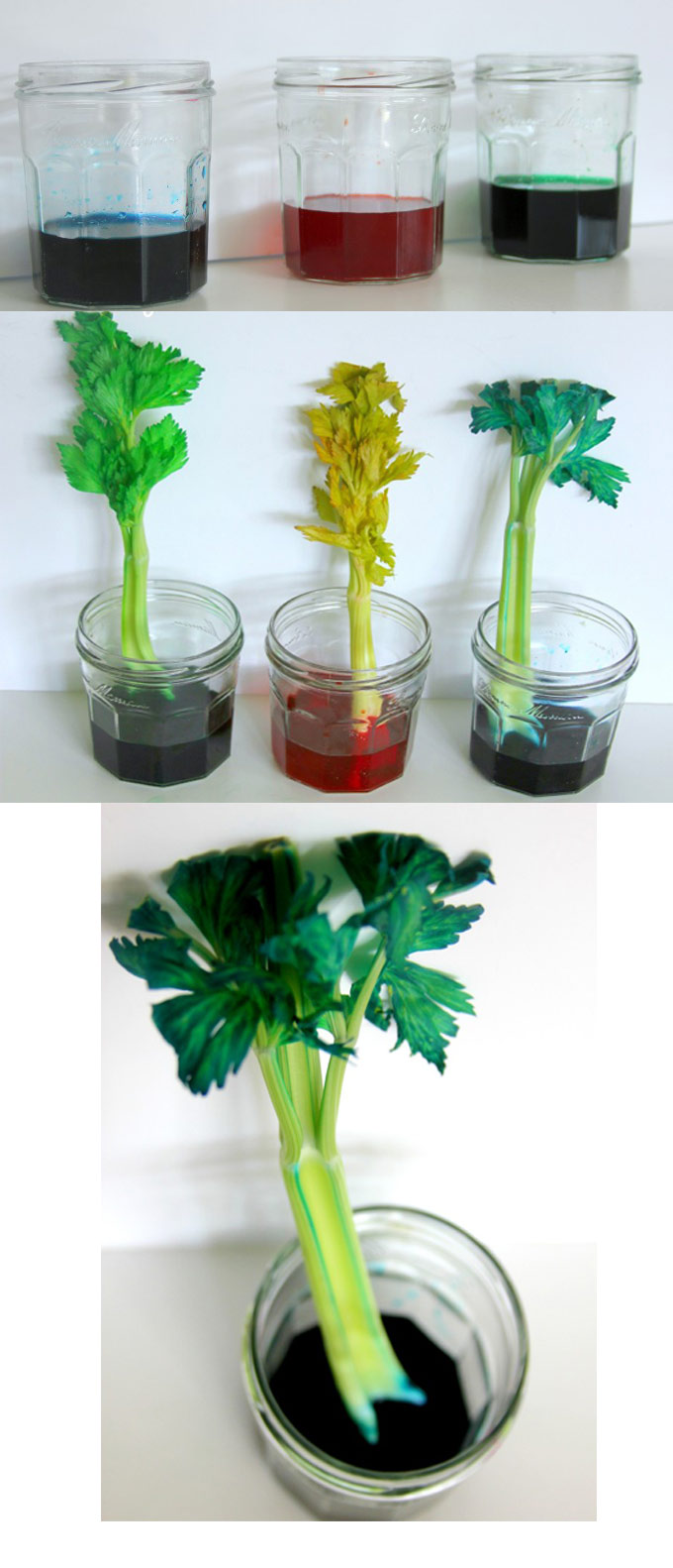 مونته سوری - مهارتهای علوم - رنگ کردن کرفس یادگیری چگونگی حرکت آب به داخل گیاه